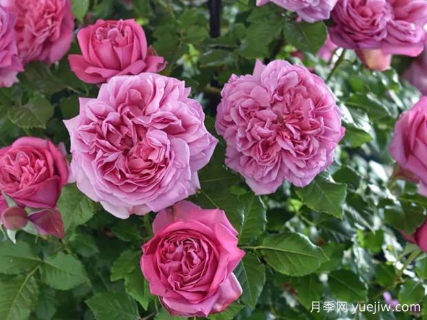 好养的4种月季花，可以种在阳台或庭院里(图3)