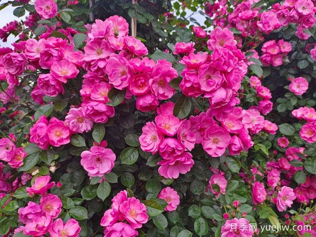 六安月季应用和月季景观(图1)