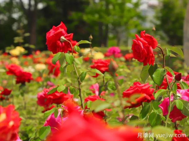 亳州月季应用和月季景观(图1)