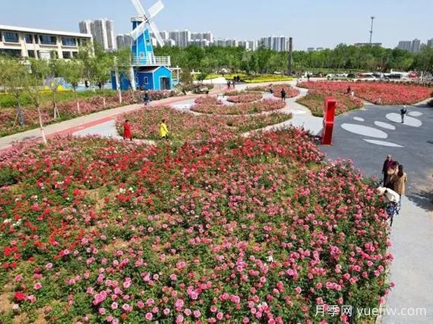 衡水月季应用和月季景观(图3)
