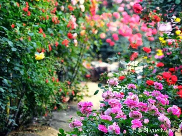 宣城月季应用和月季景观(图1)