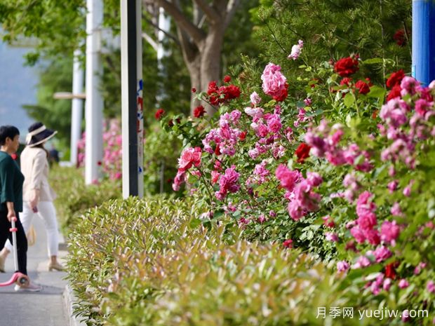 泰安月季应用和月季景观(图2)
