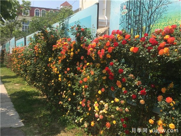 青岛月季市花文化和月季景观(图4)
