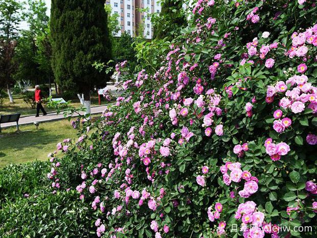 枣庄月季应用和月季景观(图2)