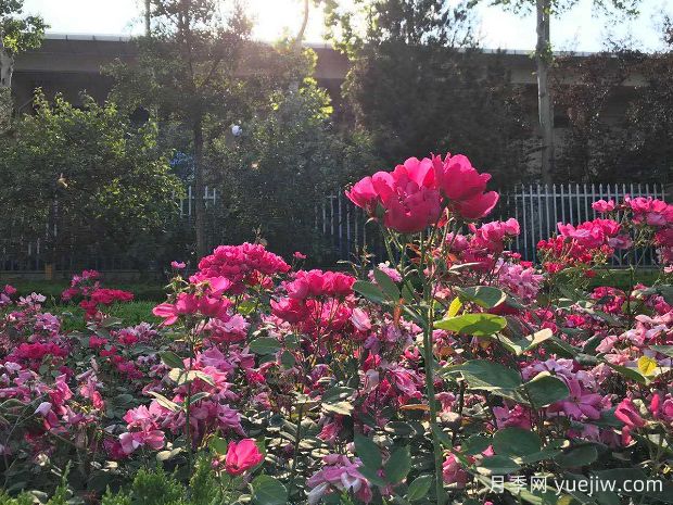 寿光月季市花文化和月季景观(图3)