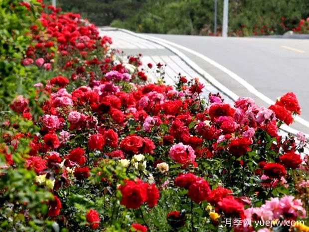 威海月季应用和月季景观(图1)