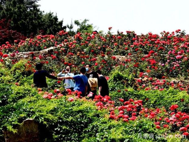 威海月季应用和月季景观(图2)