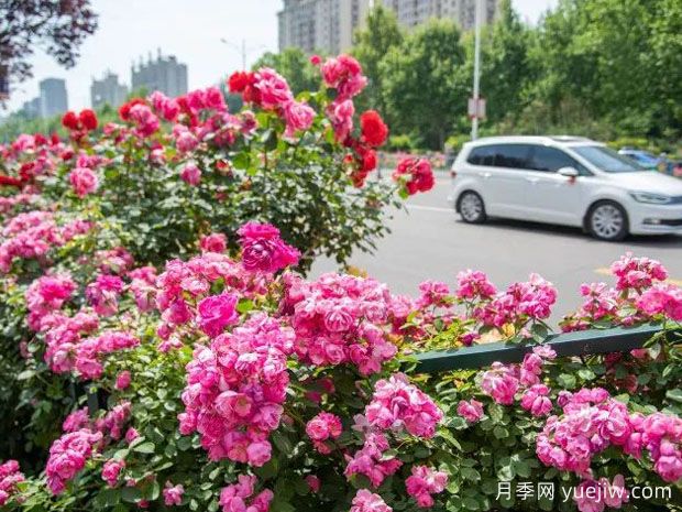 德州月季应用和月季景观(图1)