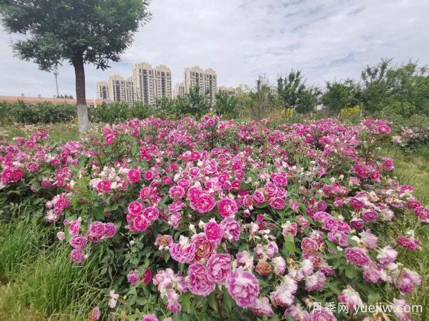 德州月季应用和月季景观(图3)