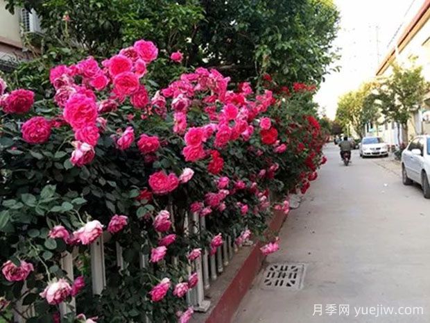 菏泽月季应用和月季景观(图2)