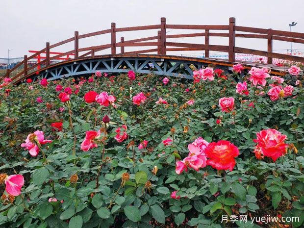 南京月季应用和月季景观(图6)