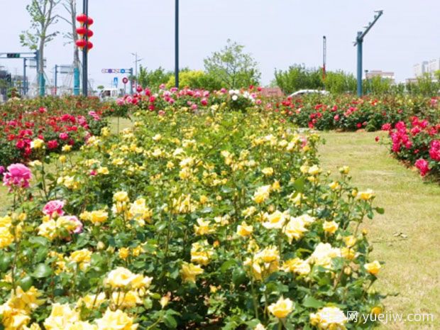 连云港月季应用和月季景观(图2)