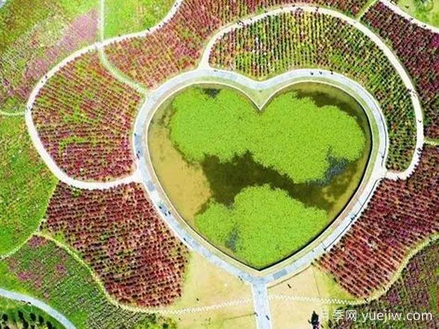 连云港月季应用和月季景观(图3)