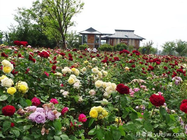 扬州月季应用和月季景观(图1)