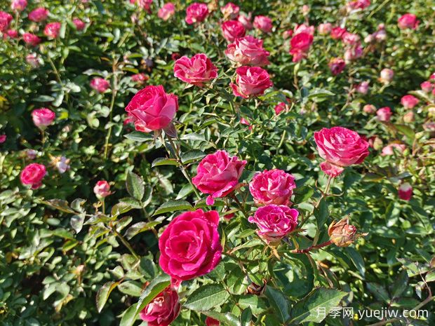 花卉种植的常见问题有哪些？应如何解决？(图1)