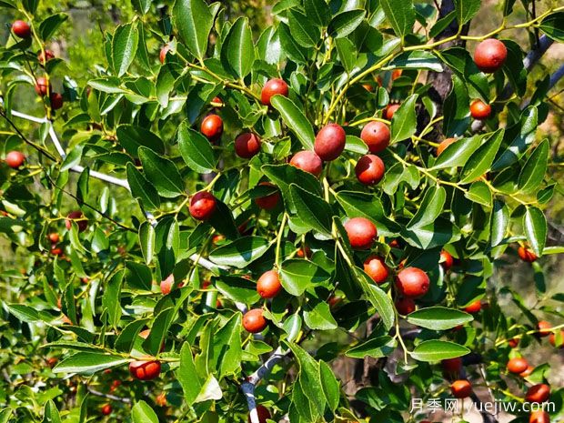 打造酸枣种植园的关键技术是什么？(图1)