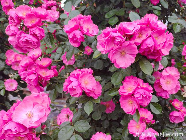 6种藤本花卉，皮实好养适合新手养(图1)