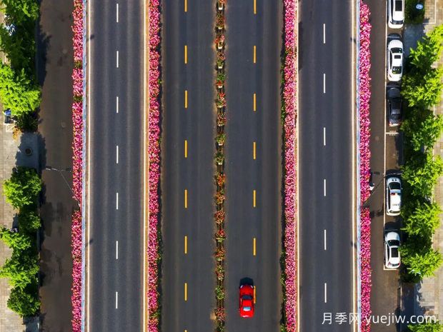 杭州月季应用和月季景观(图4)