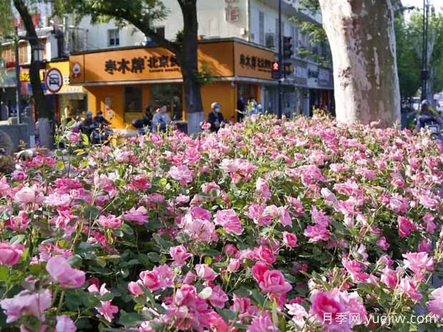 杭州月季应用和月季景观(图5)