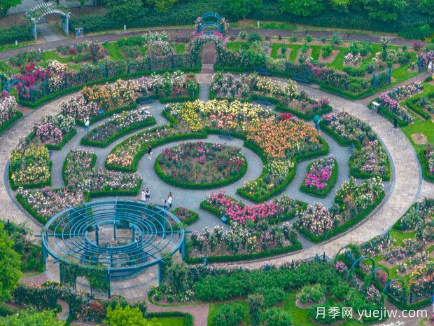 宁波月季应用和月季景观(图2)