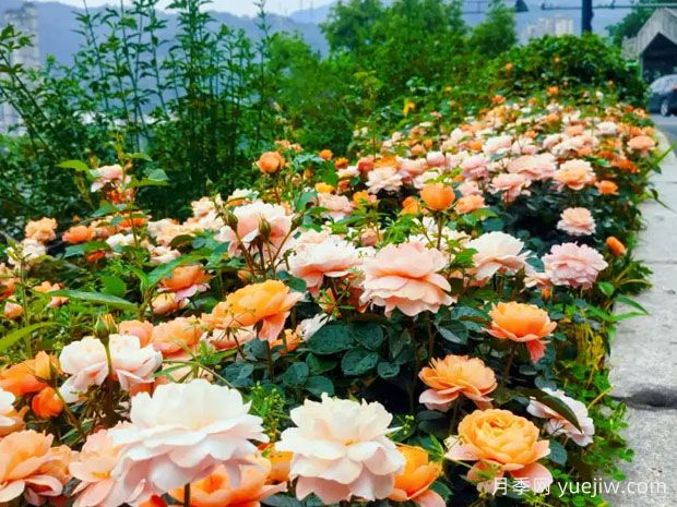 温州月季应用和月季景观(图4)