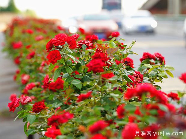 嘉兴月季应用和月季景观(图2)
