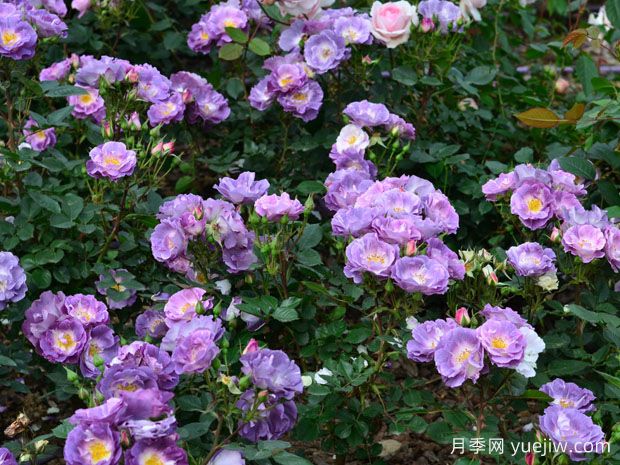 湖州月季应用和月季景观(图1)