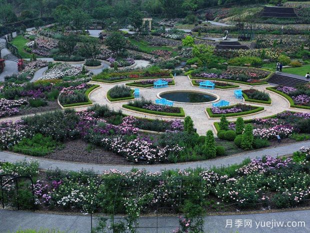 湖州月季应用和月季景观(图3)