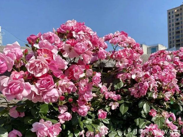绍兴月季应用和月季景观(图2)
