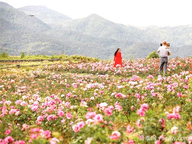 绍兴月季应用和月季景观(图4)