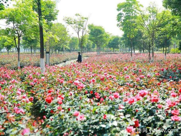东阳月季市花文化和月季景观(图3)