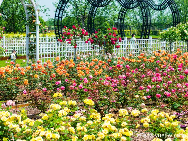 衢州月季应用和月季景观(图2)