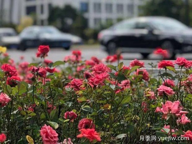 舟山月季应用和月季景观(图2)