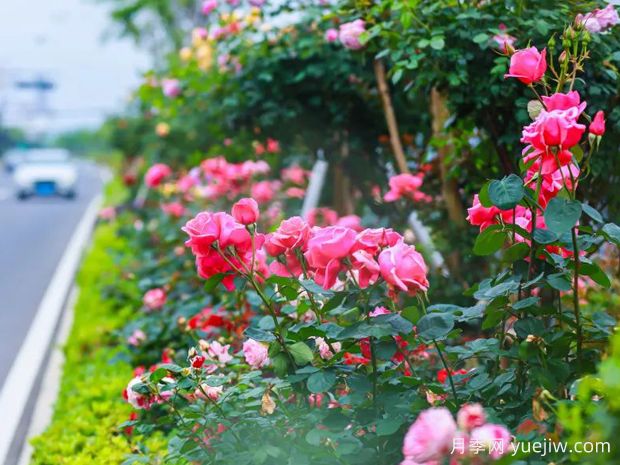 舟山月季应用和月季景观(图1)