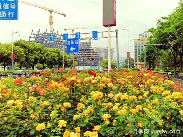 丽水月季应用和月季景观(图2)