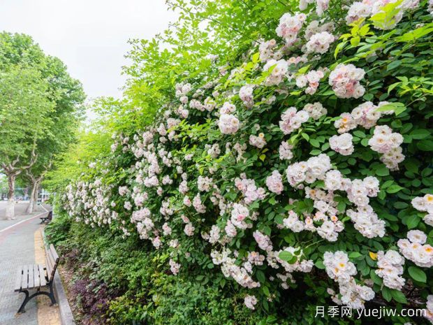 丽水月季应用和月季景观(图4)