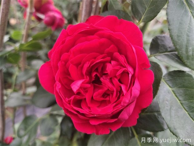 漳州月季应用和月季景观(图1)