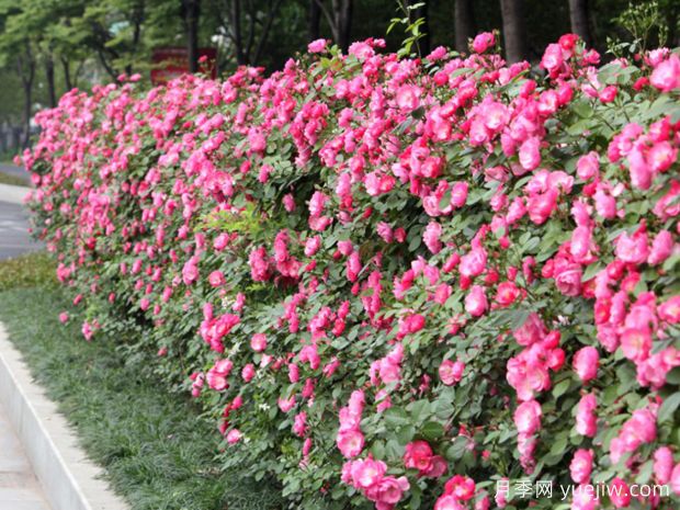 义乌月季市花文化和月季景观(图5)