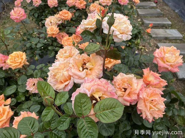 三明月季应用和月季景观(图3)