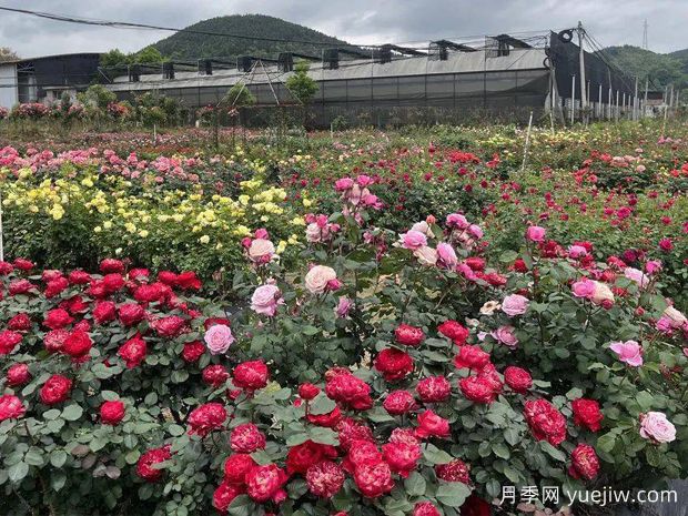 三明月季应用和月季景观(图1)