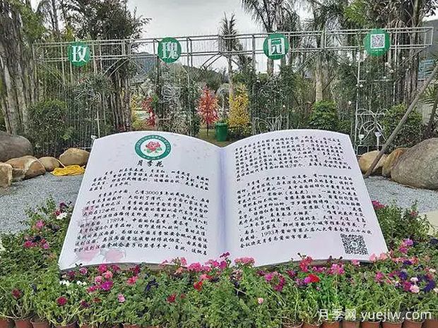 莆田月季市花文化和月季景观(图3)