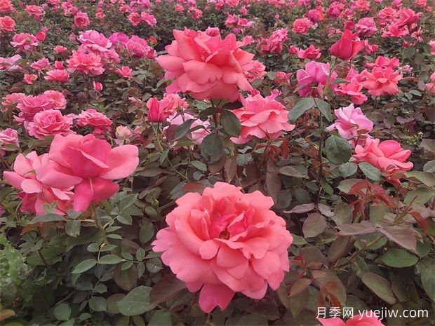 南平月季应用和月季景观(图2)