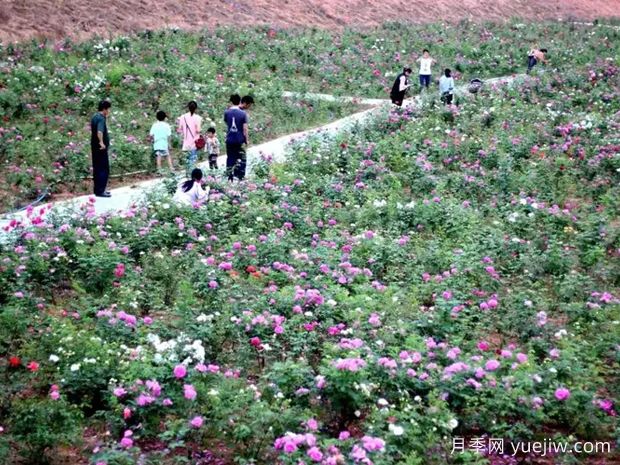 韶关月季应用和月季景观(图1)