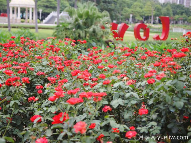 佛山月季应用和月季景观(图1)