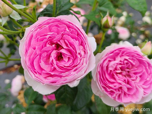 江门月季应用和月季景观(图1)
