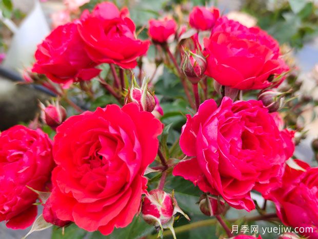湛江月季应用和月季景观(图1)