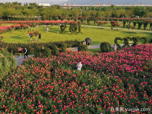 肇庆月季应用和月季景观(图1)