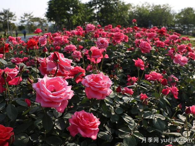 肇庆月季应用和月季景观(图3)