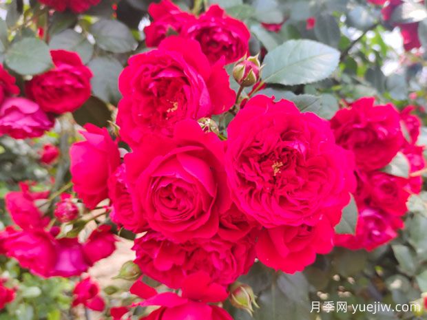 惠州月季应用和月季景观(图1)
