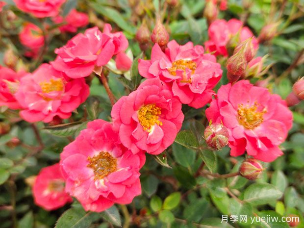中山月季应用和月季景观(图1)